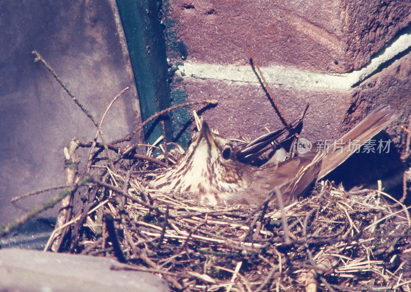 Song Trush (Turdus philomelos)育种